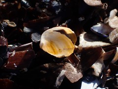 Vulsella ovata