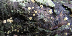 Lachnellula ellisiana