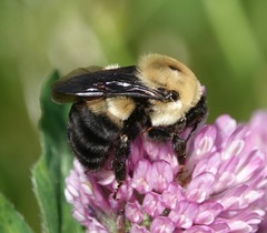 Bombus griseocollis