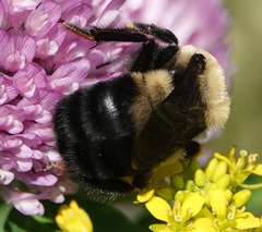 Bombus griseocollis