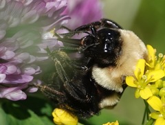 Bombus griseocollis