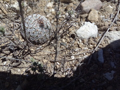 Mammillaria haageana elegans