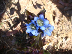 Gentiana spathacea