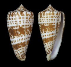 Conus chindeensis