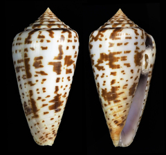 Conus chindeensis