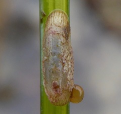 Tectura paleacea