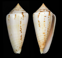 Conus chindeensis