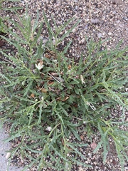 Chamaesaracha coronopus