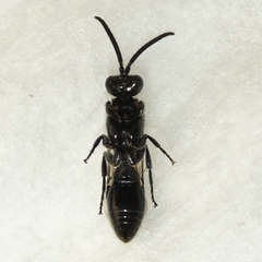 Tiphioidea