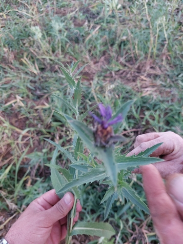 Carduncellus caeruleus image