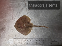 Malacoraja senta