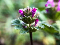Lamium amplexicaule