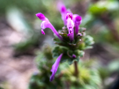 Lamium amplexicaule