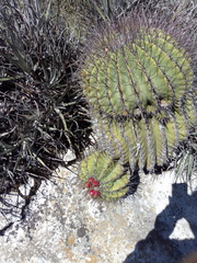 Ferocactus haematacanthus