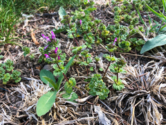 Lamium amplexicaule