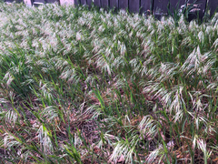 Bromus tectorum