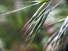 Bromus tectorum