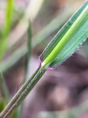 Bromus tectorum