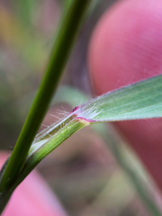 Bromus tectorum