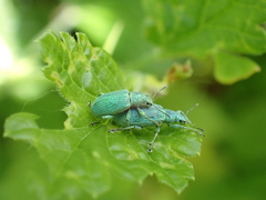 Polydrusus planifrons