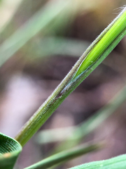 Bromus tectorum