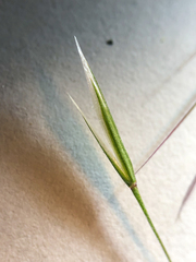 Bromus tectorum