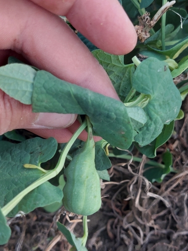 Aristolochia navicularis image