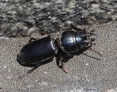 Scarites subterraneus