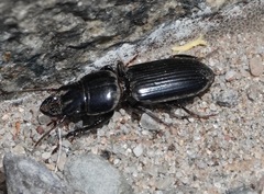 Scarites subterraneus