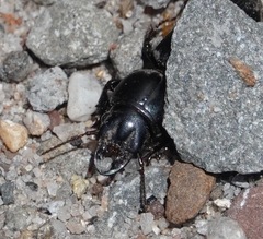 Scarites subterraneus