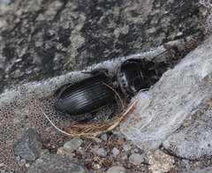 Scarites subterraneus