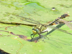 Arigomphus villosipes