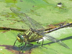 Arigomphus villosipes