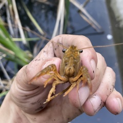 Procambarus virginalis