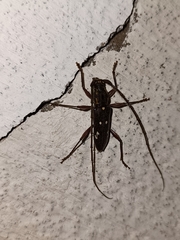 Ambonus interrogationis