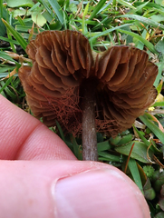 Entoloma perzonatum