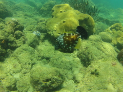 Cantherhines macrocerus