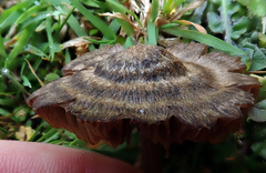 Entoloma perzonatum