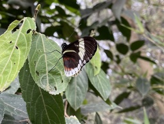 Heliconius cydno alithea