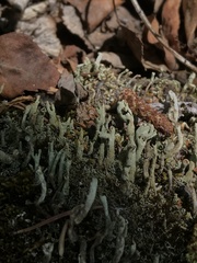 Cladonia cenotea