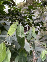 Heliconius cydno alithea