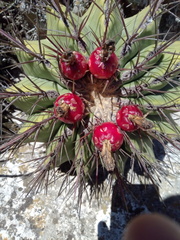 Ferocactus haematacanthus