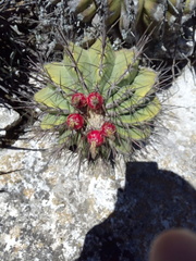 Ferocactus haematacanthus
