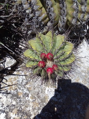 Ferocactus haematacanthus