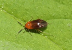 Rhinocapsus rubricans