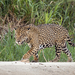 Jaguar - Photo (c) Charles J. Sharp
, algunos derechos reservados (CC BY-SA)