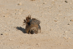 Artemisiospiza belli clementeae