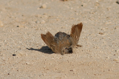 Artemisiospiza belli clementeae