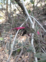 Salvia longistyla