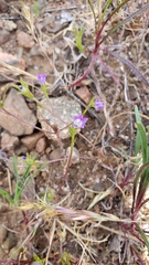 Githopsis specularioides